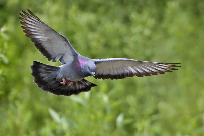 homing pigeon, directions