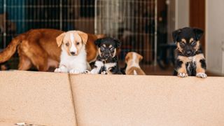 Puppies looking out of the window