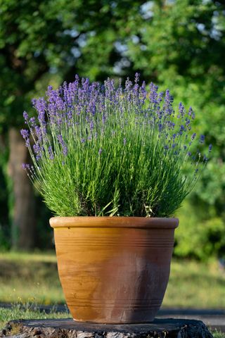 lavender in a terracotta pot