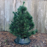 Shop Real Live Christmas Trees Starting at $54.99