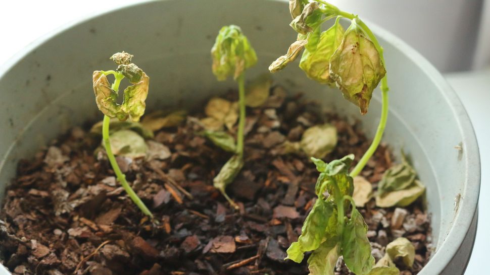 Why is my basil wilting? 5 reasons why, and how to treat it Tom's Guide