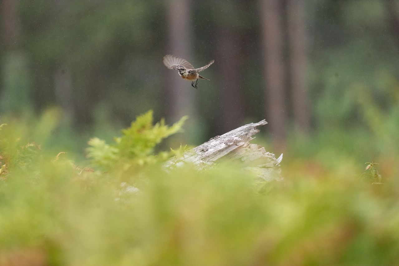 Telephoto image of a small bird on a fallen tree that emerging from ferns in a nature reserve, taking flight