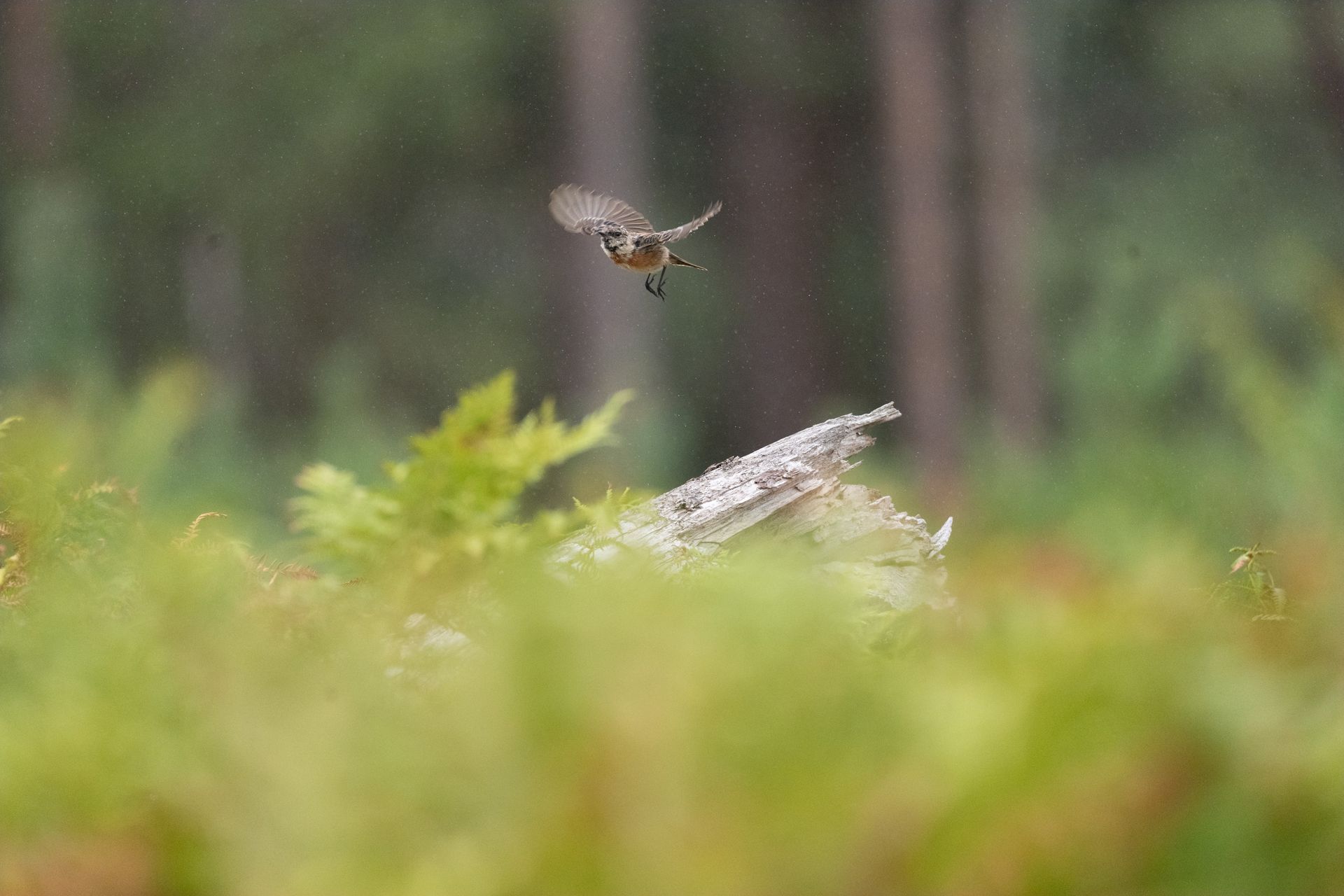 Telephoto image of a small bird on a fallen tree that emerging from ferns in a nature reserve, taking flight