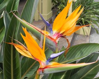 Orange and blue flowered bird of paradise plant in plant pot