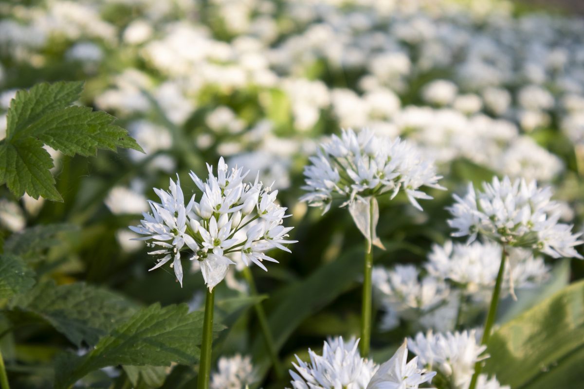 Closeup of wild garlic at first light, taken with the Canon EOS R100