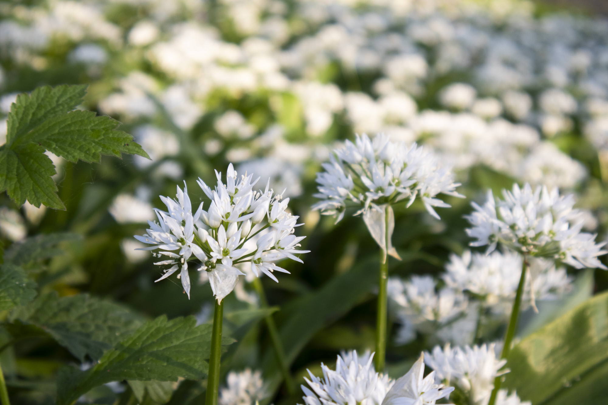 Closeup of wild garlic at first light, taken with the Canon EOS R100