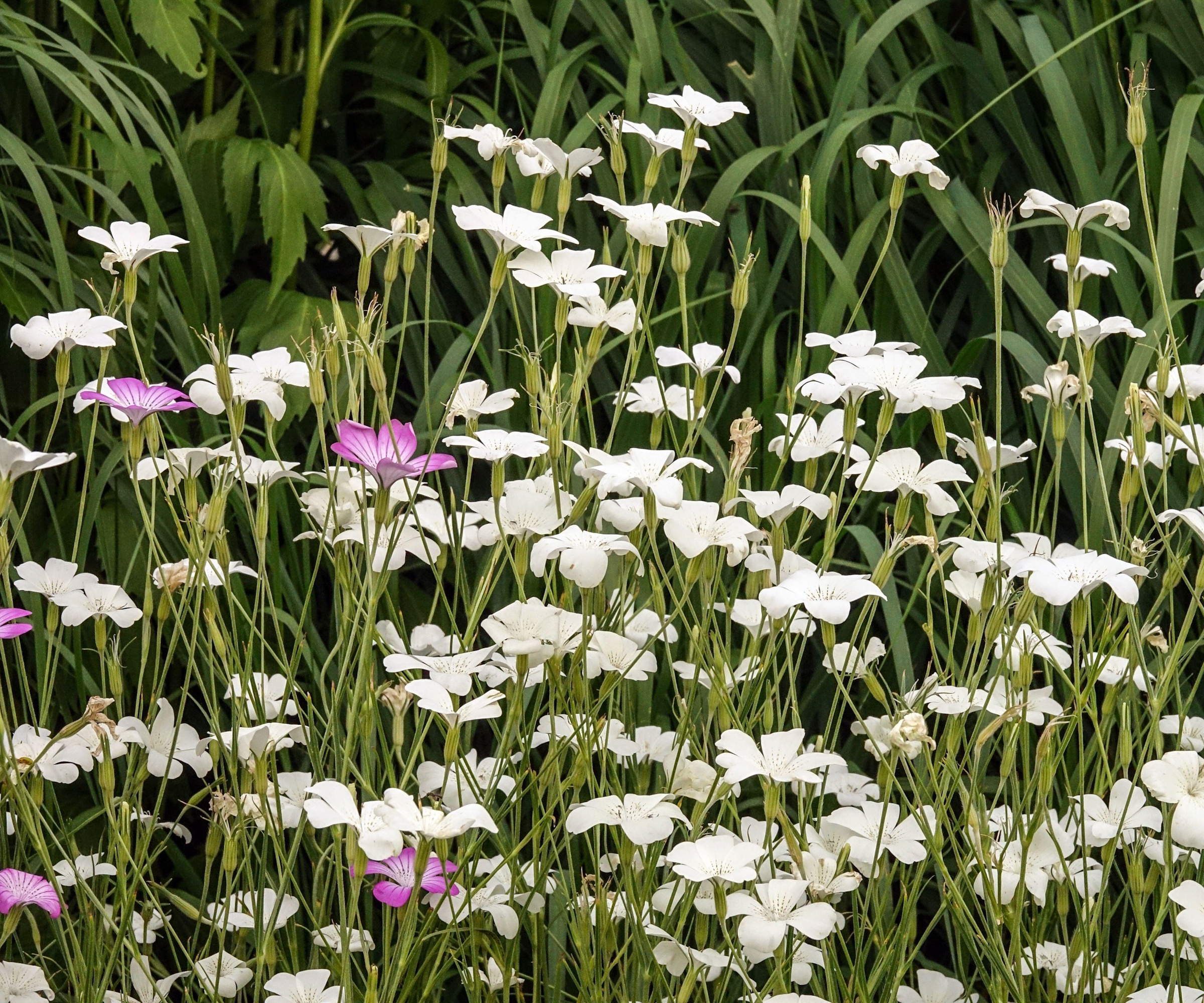 White corncockle growing in a meadow