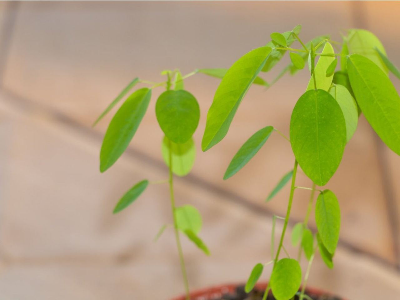 Indoor Potted Dancing Telegraph Plant