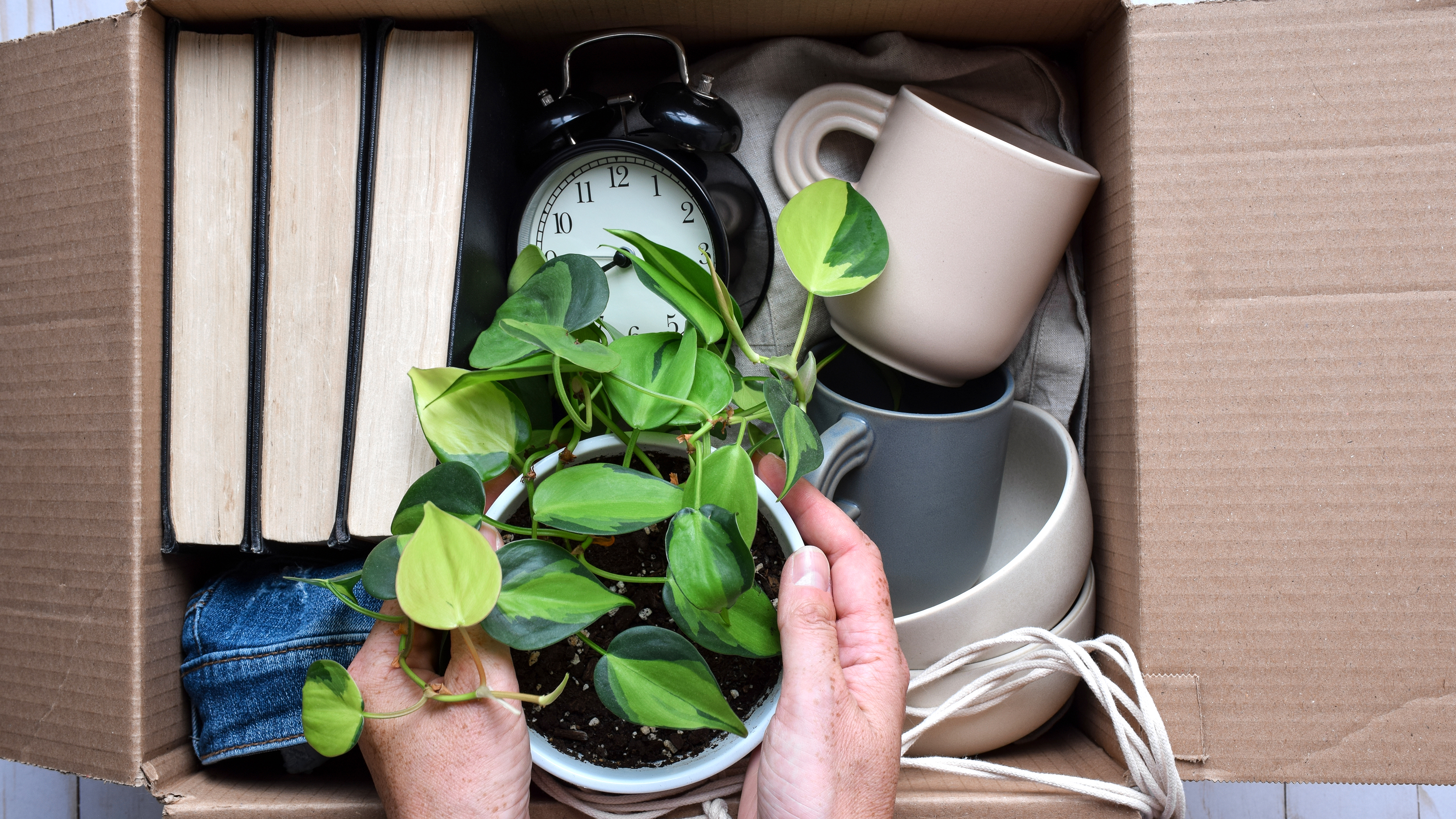 putting houseplant in a moving box