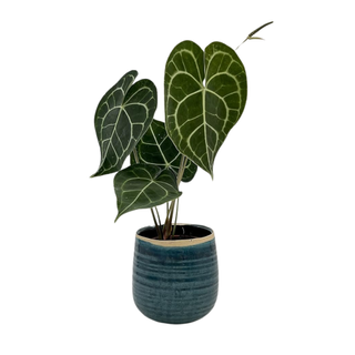 Anthurium Clarinervium from Amazon