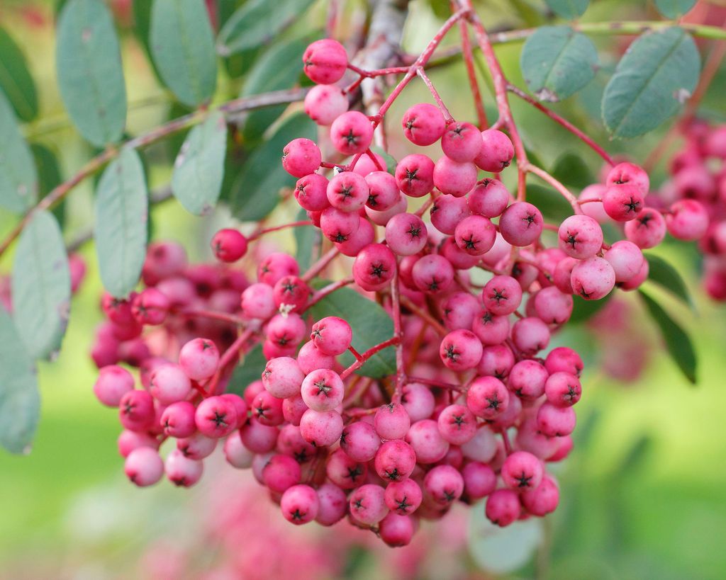 Best plants with winter berries 15 plants for adding color Gardeningetc