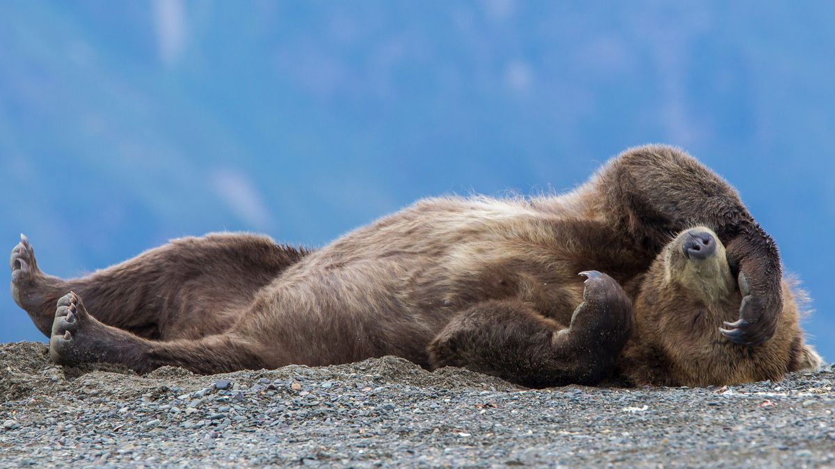 Watch amazing footage of a snoozing brown bear in Angeles National ...