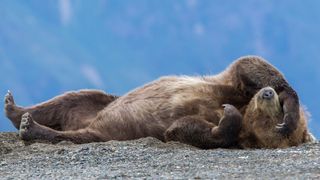 brown bear sleeping