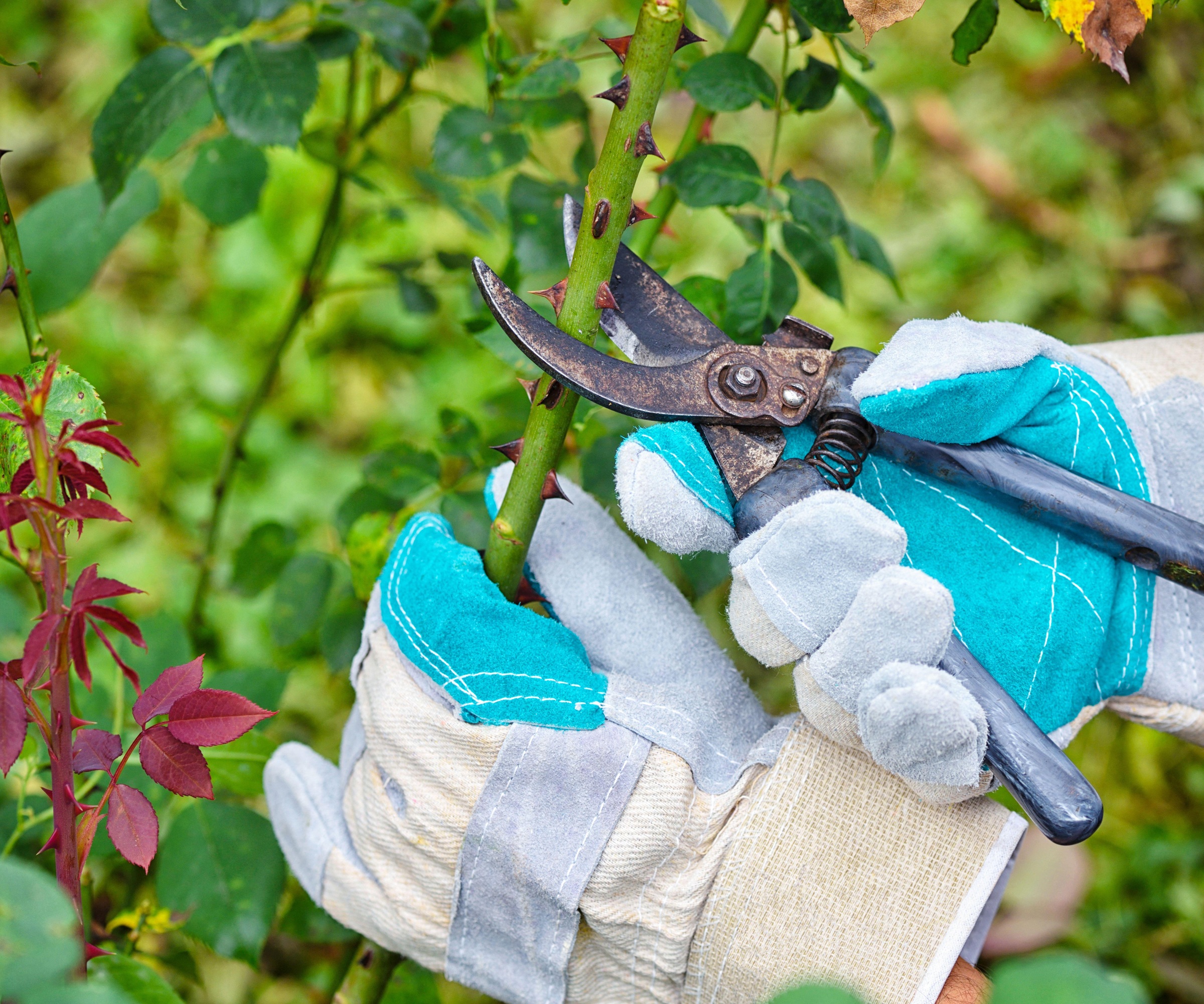 secateurs, rose bush, pruning