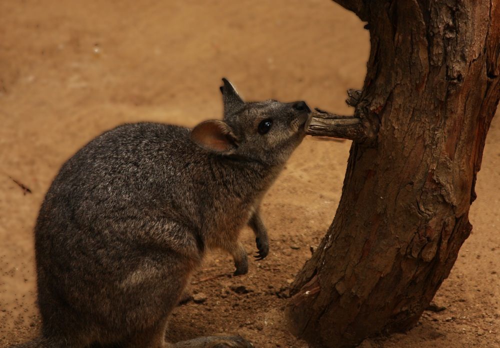 Tammar Wallaby, wallaby, 