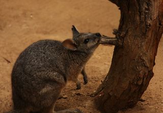 Tammar Wallaby, wallaby,