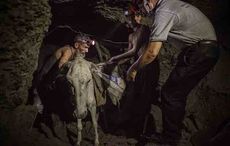 mine donkeys pakistan