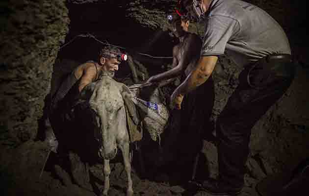 mine donkeys pakistan