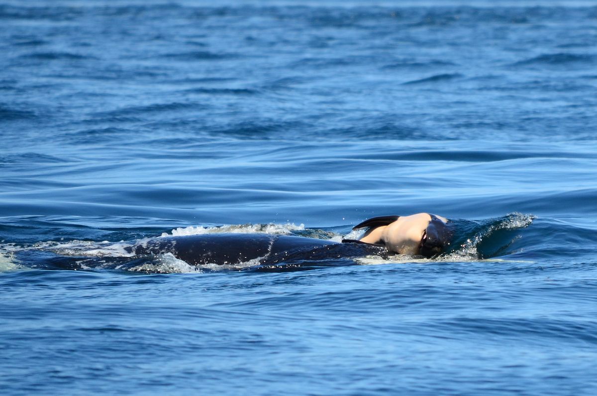 Baby orca pushed by its mom. 