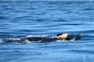 Baby orca pushed by its mom. 