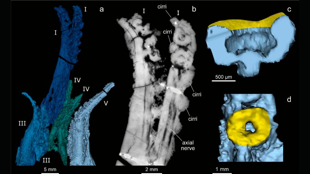 Reconstruction 3D et image CT de la couronne du bras et d'une ventouse dorsale de V. rhodanica.  (a) La reconstruction de la couronne du bras montre la paire de bras dorsale la plus longue.  (b) Coupe CT de la section distale de la paire de bras dorsal.  (c, d) Reconstruction 3D d'une ventouse dorsale de profil et vue orale respectivement.  La couleur jaune indique la surface d'adhérence