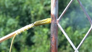 A YouTube still showing a pickle being touched to an AM radio tower, for science