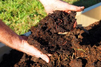 Gardener Hands Mixing Compost With Soil