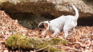 Jack Russell Terrier