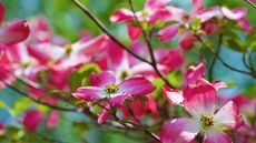Flowering dogwood tree with pink and white blooms