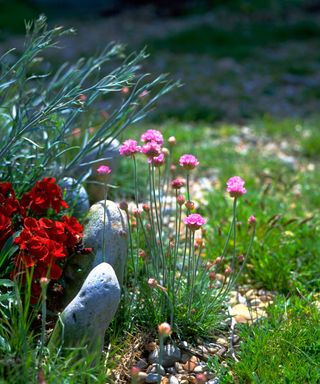 A close up shot of pink thrift planted in a small rockery