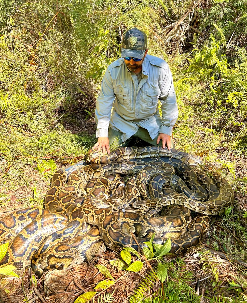 Giant ball of Burmese pythons having sex discovered in Florida ...