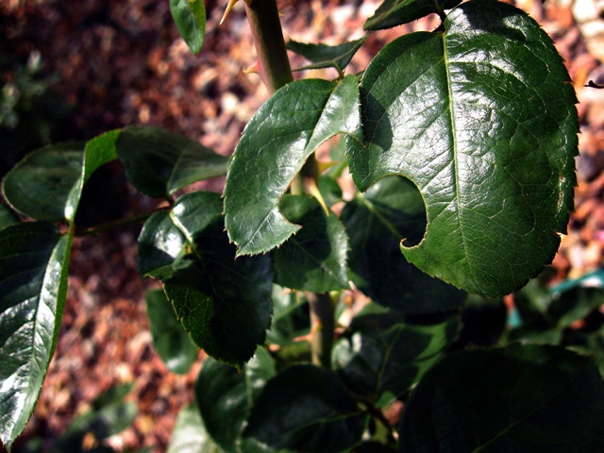 Roses With Holes In Foliage - What To Do When Rose Leaves Have Holes In ...