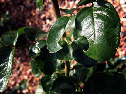 Holes In Rosebush Leaves