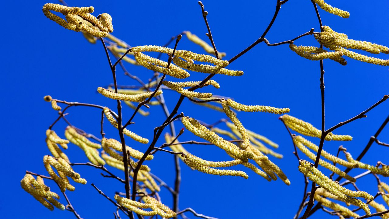 hazel catkins blowing in the wind