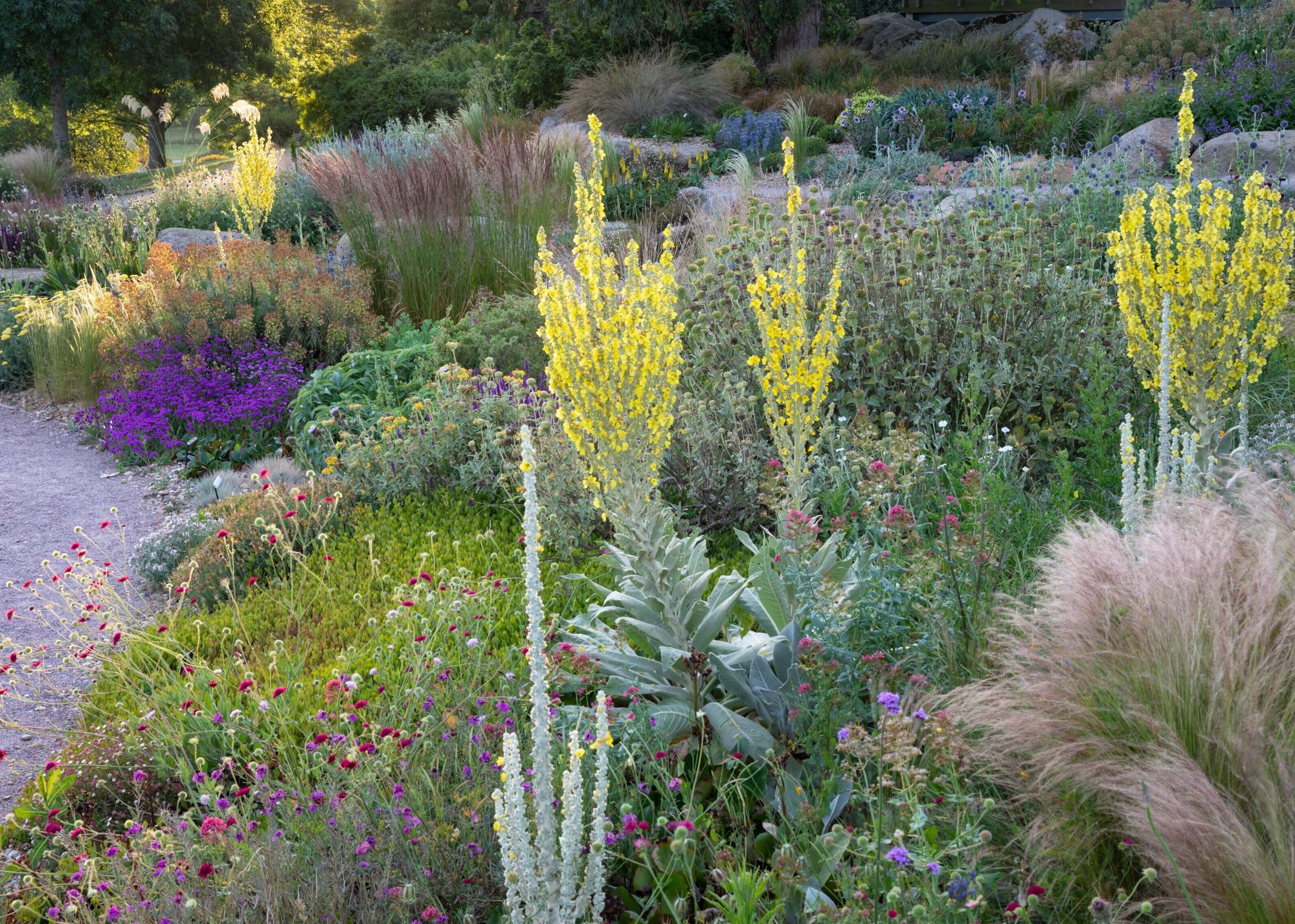 RHS Hyde Hall dry garden with Verbascum 'Olympicum' and other plants