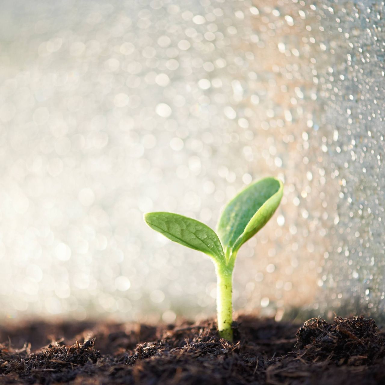 Seedling under humidity dome
