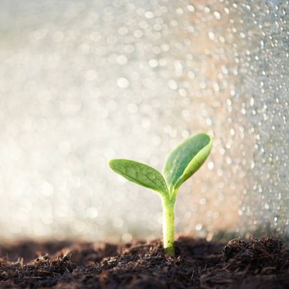 Seedling under humidity dome