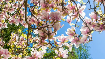 how to plant a magnolia tree - magnolia in full bloom