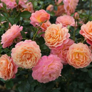 Rose of the year 2023Rosa Peach Melba