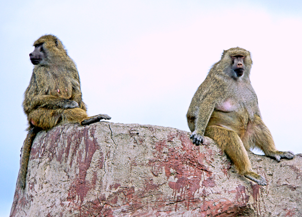 Baboons