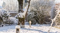 Snowy yard with tree in the middle