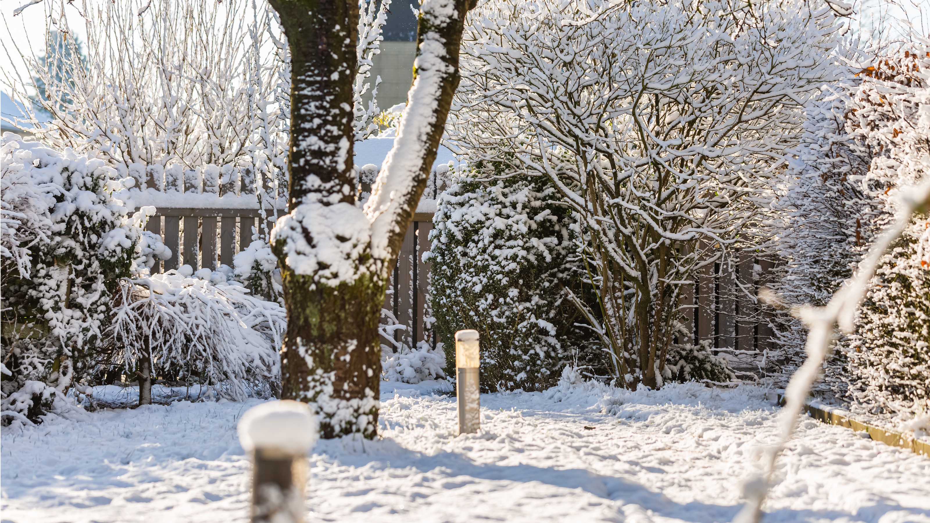 Snowy yard with tree in the middle