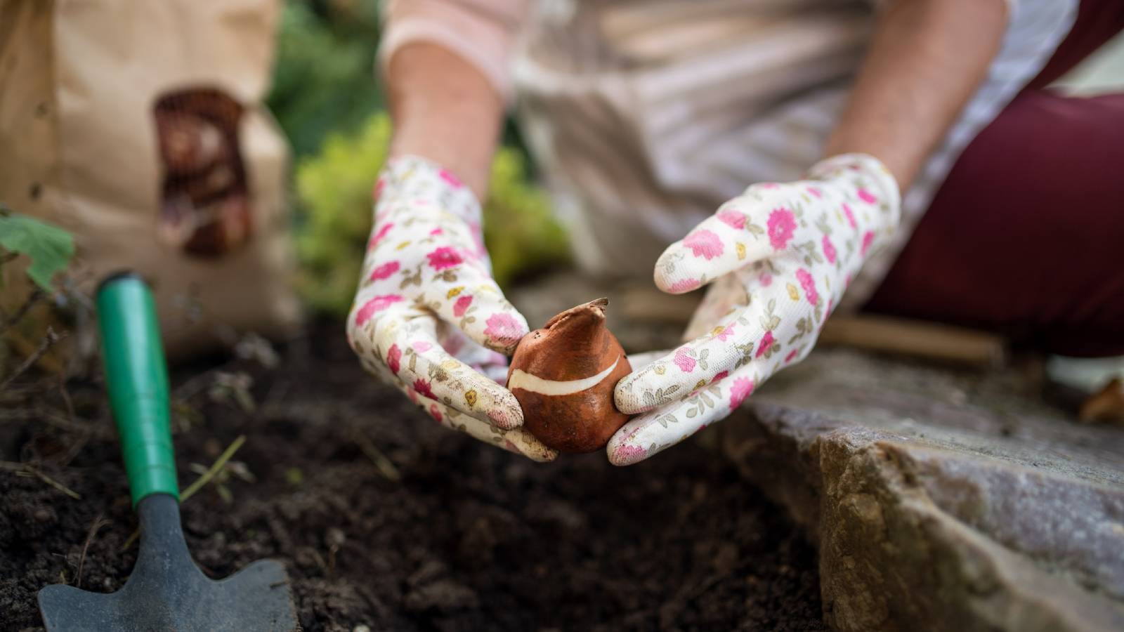 Hands in floral gloves planting a flower bulb in the soil
