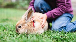 Rabbit outside