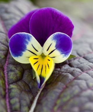 viola tricolor heart's ease