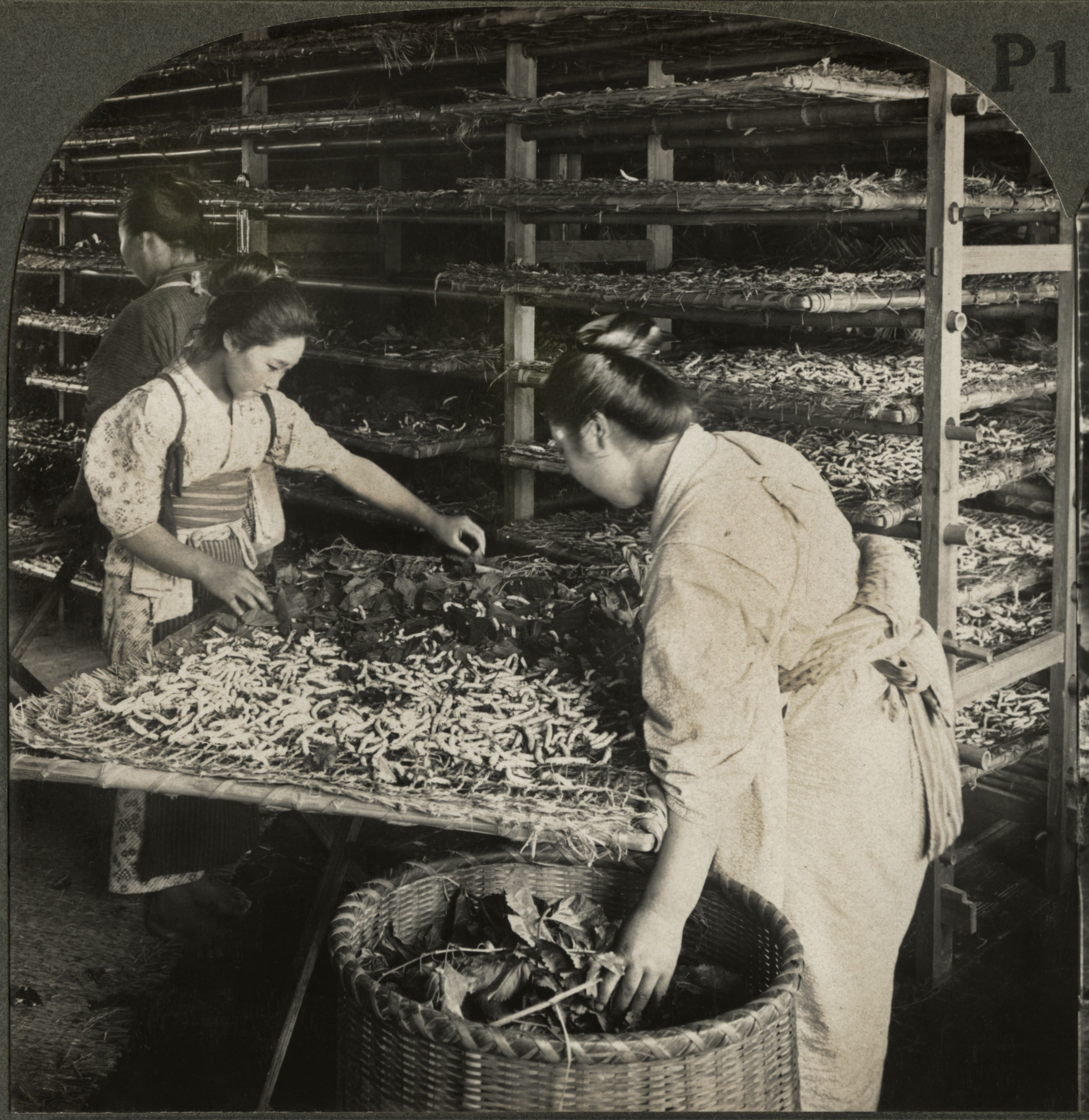 Two women feeding a table of silkworms mulberry leaves