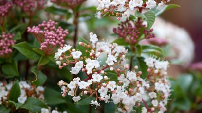 14 winter plants to add interest to your garden | Real Homes