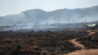 Slash and Burn farming