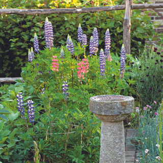 Purple and pink lupin plants in garden behind stone bird bath