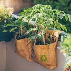 Tomato plants in grow bags on a balcony
